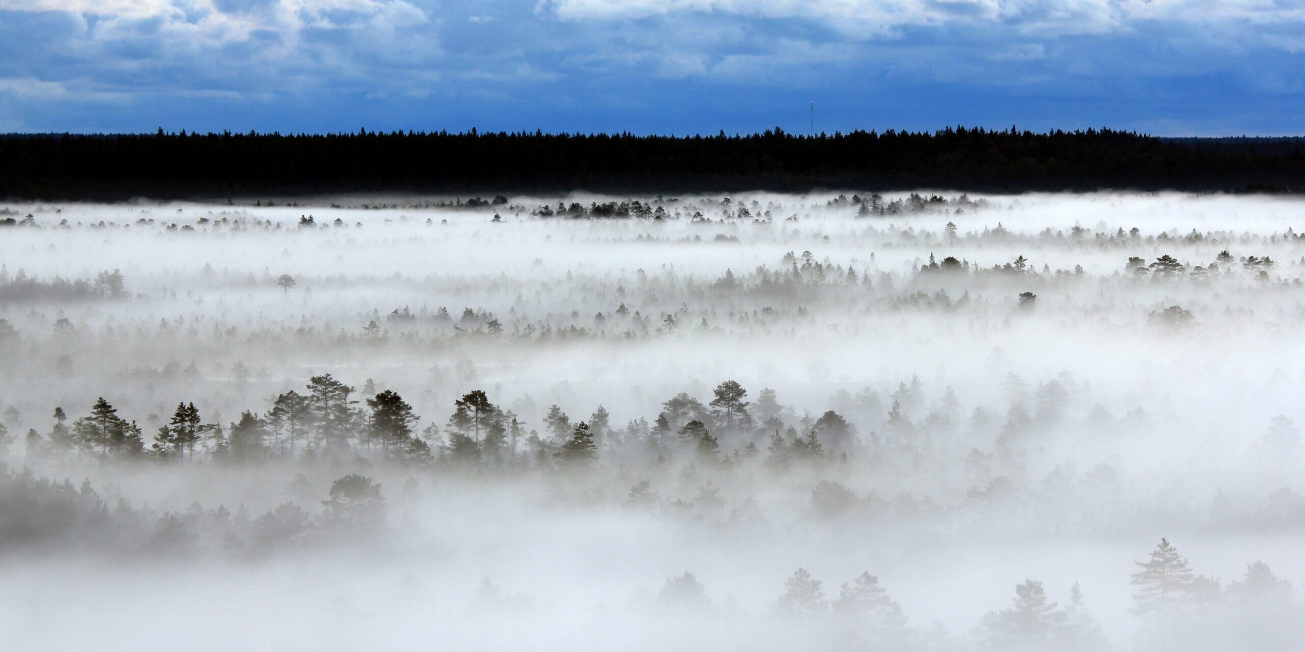 estonian-flag-landscape